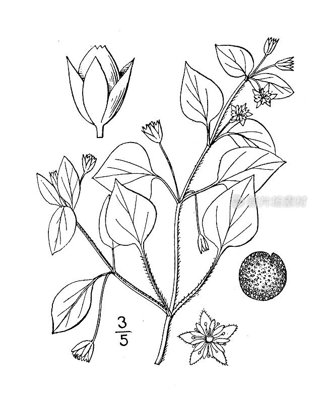 古董植物学植物插图:Alsine media，普通繁缕